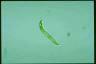 Euglena