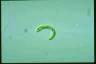 Euglena