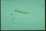 Euglena