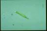 Euglena