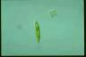 Euglena