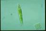 Euglena