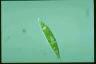 Euglena