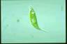 Euglena