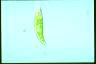 Euglena