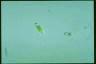 Euglena