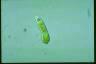 Euglena