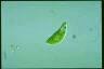 Euglena