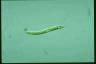 Euglena