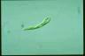 Euglena