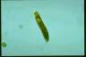 Euglena