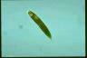 Euglena