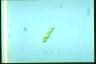 Euglena