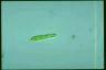 Euglena