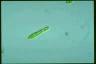 Euglena