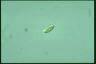 Chilomonas paramecium