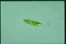 Euglena spirogyra