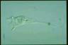 Rotifer