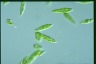 Euglena gracilis