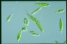 Euglena gracilis