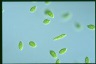 Euglena gracilis