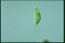 Euglena