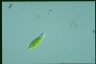 Euglena viridis