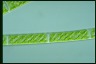 Spirogyra