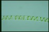 Spirogyra