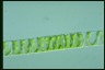 Spirogyra