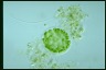 Apiocystis