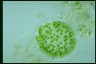 Apiocystis