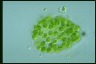 Apiocystis