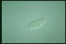 Ophryoglena