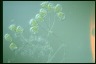 Campanella umbellaria