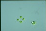 Oocystis