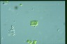 Apatococcus