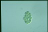 Glaucocystis nostochinearum