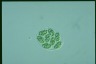 Glaucocystis nostochinearum