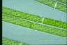 Spirogyra