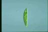 Euglena