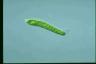 Euglena