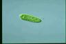 Euglena