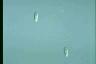 Chilomonas paramecium