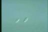 Chilomonas paramecium