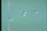 Chilomonas paramecium