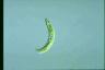 Euglena