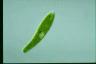 Euglena