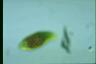 Euglena sanguinea