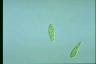 Euglena gracilis